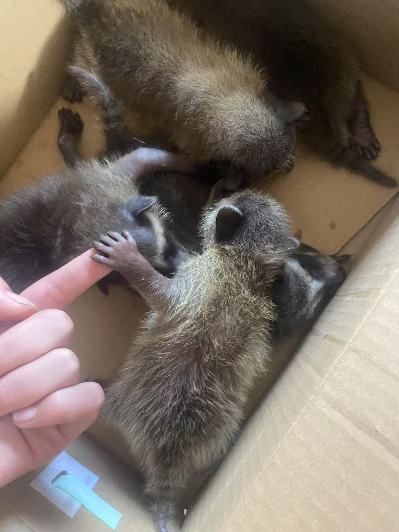 家养萌宠，小浣熊幼崽手养喂奶